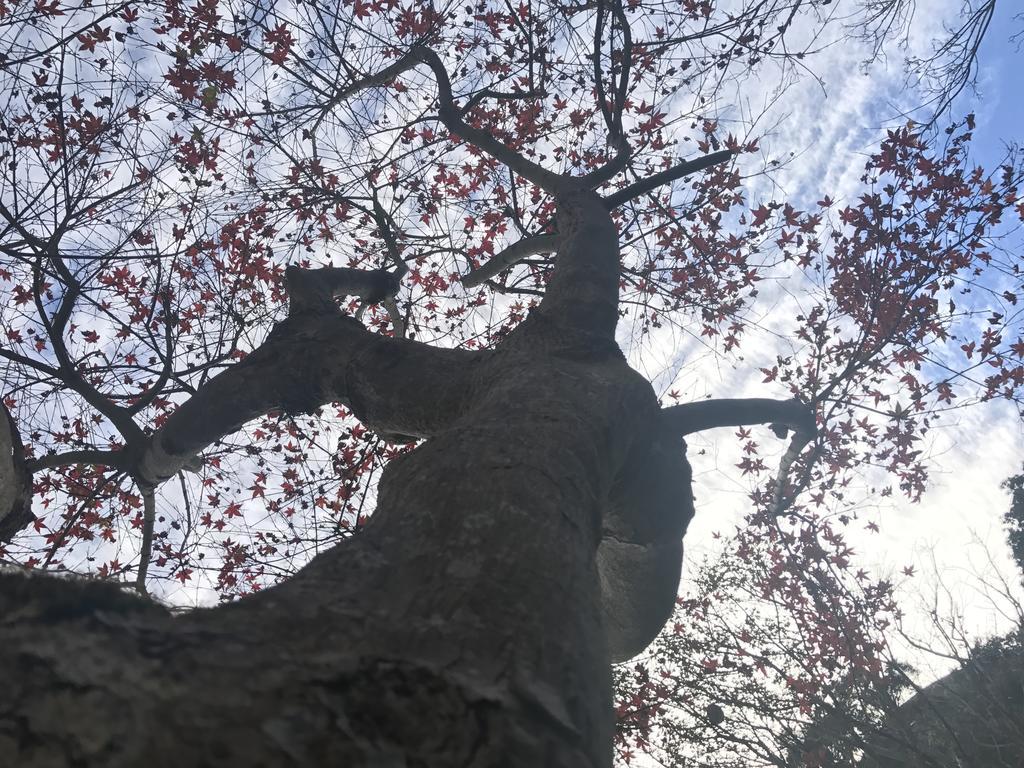 台北市メイプル スマイルアパートメント エクステリア 写真